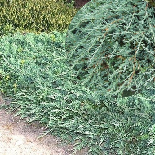 Juniperus horizontalis 'Yukon Belle' - Roomav kadakas 'Yukon Belle' P9/0,55L
